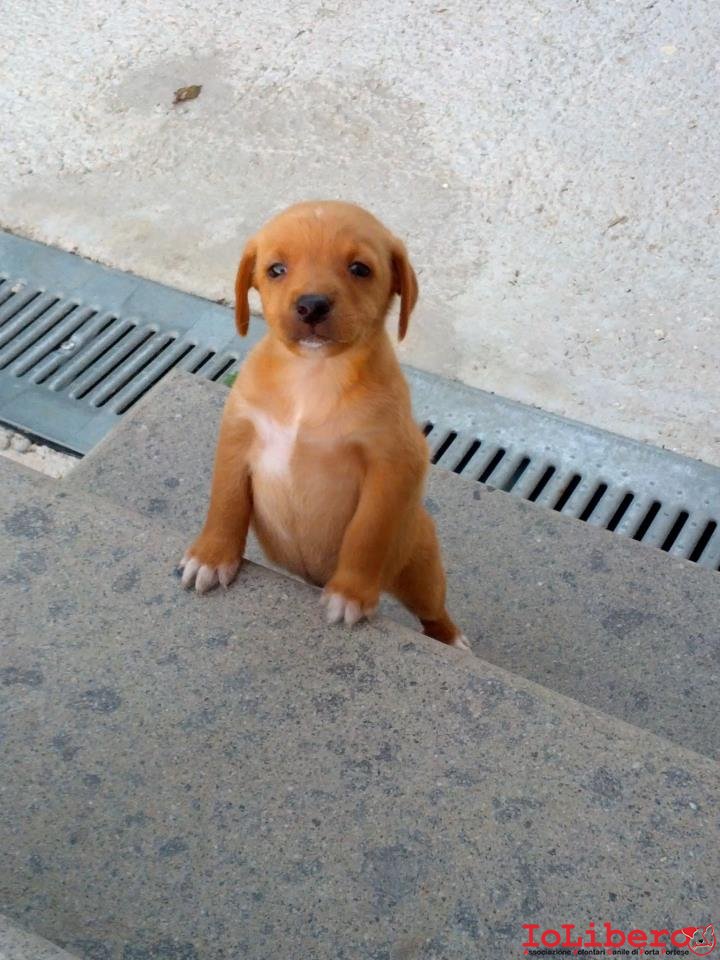 05/10/2012 CERCA ADOZIONE! cucciolo di circa due mesi di taglia piccola in  strada! Zona Fiano Romano (Rm)