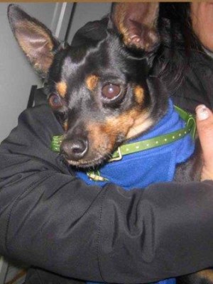 m 83.13 pinscher maschio nero focato entrato 16.1.13 via prenestina MCP 981100000756112