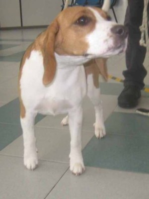 m 245.13 beagle bianco arancio  femmina entrato 10.2.13 valle dei cuccioli petintime