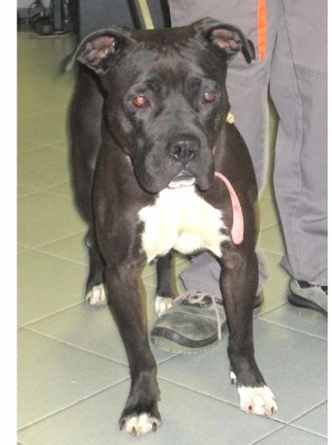 matr. ex 486.13 pitbull nero femmina entrata il 23.4.13 da V. di Vigna Consorti mcp. 380260000930958