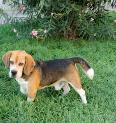 beagle