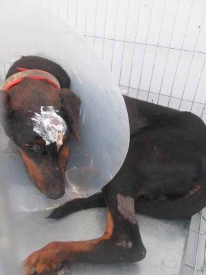 m 1851.13 dobermann maschio nero focato entrato 25.9.13 pilade mazza clinica Roma Sud petintime collare rosso beige