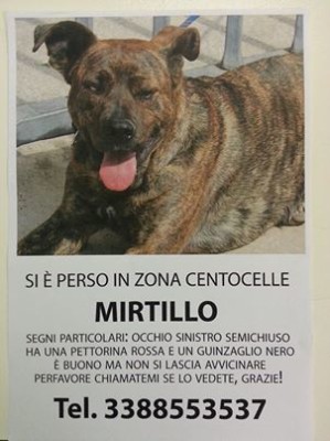 mirtillo