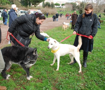 benedizione animali 2014_ 11