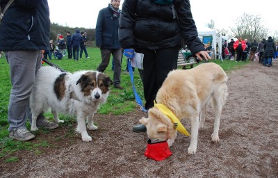 benedizione animali 2014_ 15