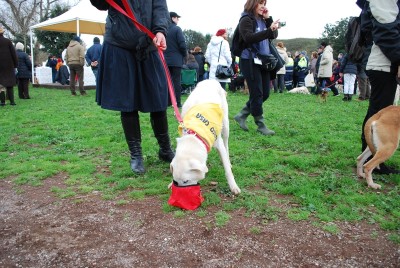 benedizione animali 2014_ 17