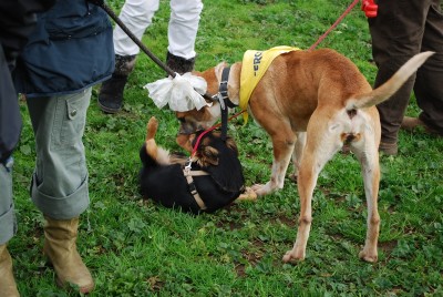 benedizione animali 2014_ 6