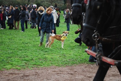 benedizione animali 2014_ 7