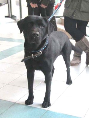 ho trovato 1.1.14 ..PINETA SACCHETTI LABRADOR MASCHIO ISCRITTO ALLEVATORE DI NAPOLI SIG. COSTANTINI