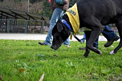 CALIMERO_2014 io cane di canile 22