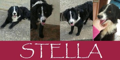 STELLA