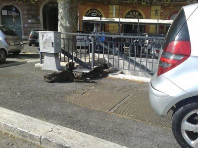 cani_porta_pia_liberazione3