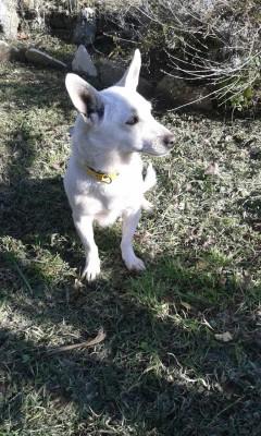 Cagnolina