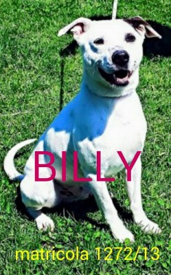 BILLY BORGHESE