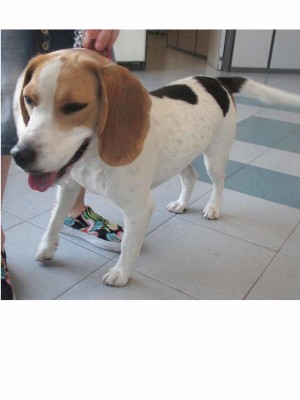 M.1008.15 beagle F tricolore entrato il 22.06.2015 via di malafede