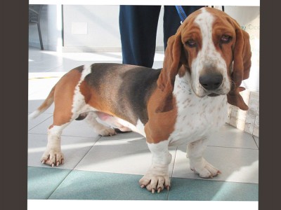 AFFIDO TEMP. matr. 2016.15 bassett hound M tricolore entrato il 9.11.15 in Tarquinia (VT) in ric mchp 380260002384976