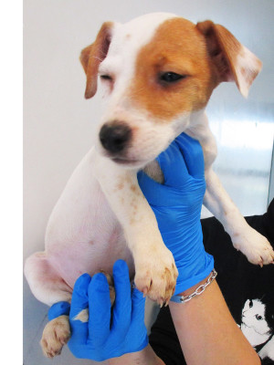 matr. 2062.15 jack russel bianco arancio femmina cucciolo entrto il