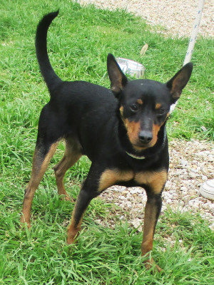 matr. 253.16 pinscher nero focato maschio entrato il 12.2.16 da Tor Sapienza