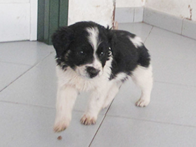 matr. 295.16 meticcio cucciolo bianco nero maschio entrato 18.2.16 via fosso della solfatara op (6)