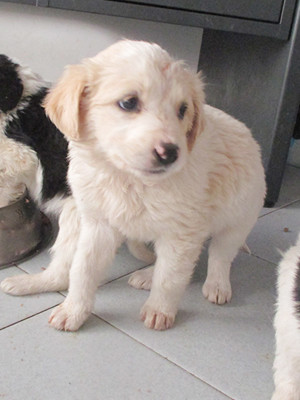 matr. 298.16 meticcio cucciolo bianco arancio femmina entrato 18.2.16 via fosso della solfatara op (3)