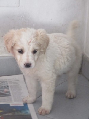 matr. 299.16 meticcio cucciolo bianco maschio entrato 18.2.16 via fosso della solfatara op (1)