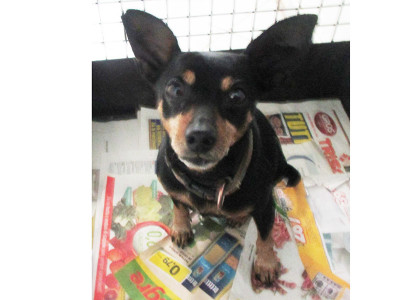 matr. 400.16 pinscher nero focato maschio entrato il 10.3.16 da Fiumicino mcp 977200005670058 op