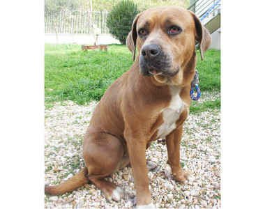 matr. 449.16 der pitbull bianco marrone femmina entrata il 20.3.16 V. Garratina op