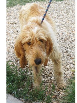 matr. 1094.16 Spinone It. F bianco e nero entrato il 26.6.16 in ric mchp 380260042137867