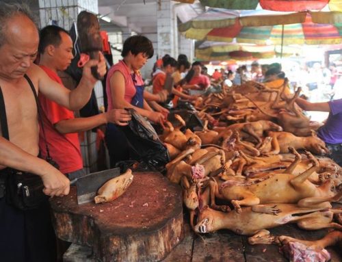 Ricordiamo il presidio organizzato dagli Animalisti Italiani Onlus contro la strage del 21 giugno a Yulin!