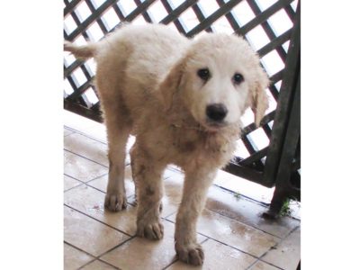 matr-2003-16-maremmano-abruzzese-bianco-maschio-cucciolo-entrato-il-27-10-16