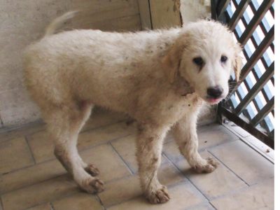 matr-2005-16-maremmano-abruzzese-bianco-femmina-cucciolo-entrato-il-27-10-16