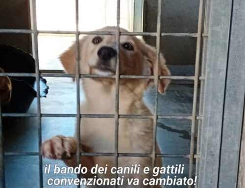 Unisciti a noi: mailbombing per i cani e i gatti di Roma