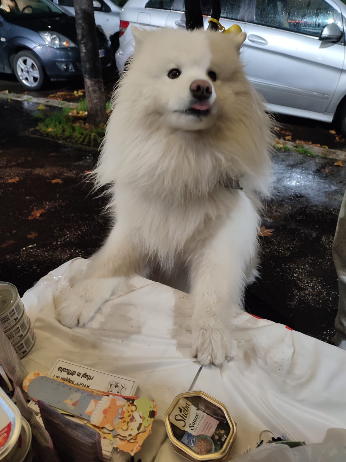 Cane bianco pelo lungo Claus